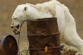 Muestran a oso polar desnutrido por el calentamiento global