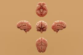 El cerebro humano, representado en la ilustración visto desde distintas perspectivas, es una estructura muy compleja, que los organoides consiguen imitar en miniatura y con precisión.