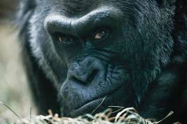 Colo, la gorila más longeva en EU, cumple 60 años