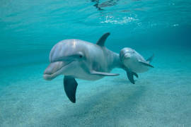 Se cazan casi 100 mil delfines cada año, alertan