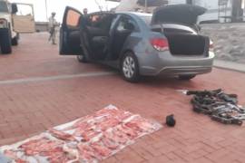Automovilista en Baja California llevaba 33 buches de totoaba