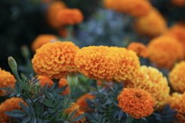 El origen de la flor de cempasúchil se remonta a Mesoamérica, donde los mexicas la utilizaban para sus altares y ofrendas.