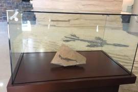 El Museo de Paleontología de Múzquiz impulsa investigación científica con apoyo de la UNAM.