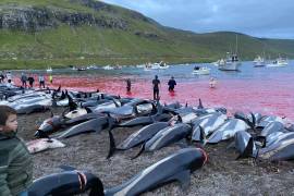 En esta imagen difundida por el grupo ambientalista Sea Shepherd, se ven los cadáveres de delfines de costados blancos sobre la playa después de haber sido sacrificados en aguas de la isla Eysturoy, que es parte de las islas Feroe. AP/Sea Shepherd