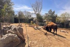 Por frío, Museo del Desierto en Saltillo resguarda flora y fauna; Municipio recomienda cuidar mascotas