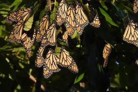 Las mariposas Monarca atraviesan la región de Saltillo durante su migración otoñal, aunque su presencia no siempre resulta visible desde tierra.