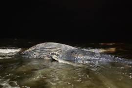 Con auxilio de maquinaria pesada, se abrió una fosa en la playa y se sepultó al enorme animal con un peso de casi 15 toneladas y de ocho metros de largo.