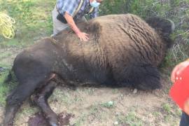 Captan pelea a muerte de dos búfalos en ejido de Saltillo