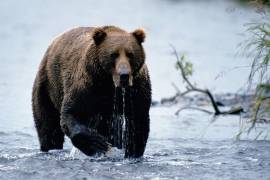 Según expertos, el ataque habría ocurrido por estar el oso cerca de la temporada de hibernación, con lo que se vuelve algo impredecible.