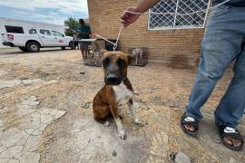 Más de 100 perros y gatos fueron esterilizados durante el primer día de la jornada realizada en la Región Carbonífera en Sabinas, Coahuila.