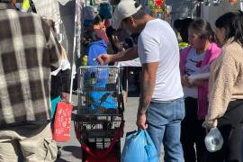 Cotorros son ofrecidos en mercados rodantes de Saltillo hasta en 3 mil 500 pesos, a pesar de estar prohibida su comercialización.