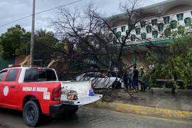 La caída de un árbol por los fuertes vientos, dañó el vehículo de una trabajadora del IMSS.