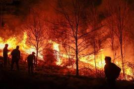 Los productores de aceite de oliva dijeron que esperaban otro aumento en los precios este año, ya que los agricultores estaban lidiando con una combinación de calor extremo, sequía y, en algunos casos, incendios.