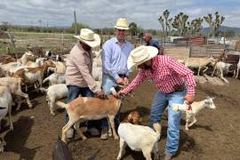 Las acciones buscan prevenir enfermedades y combatir el riesgo del gusano barrenador en el sector ganadero.