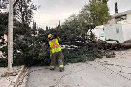 Sofía Franco Villalobos, titular de Medio Ambiente, reportó 31 árboles caídos ayer.