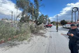 Enormes árboles fueron derribados por los fuertes vientos que azotaron la ciudad.