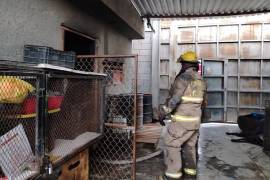 A pesar de la rápida intervención de los bomberos, no se pudo evitar la muerte de 13 mascotas.