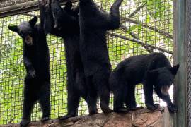 EL Museo del Desierto envió a cuatro crías de oso negro al Zoológico de Culiacán.