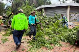 Las lluvias debilitaron las raíces del árbol de especie lila ubicado en la Alameda Zaragoza, provocando su caída.
