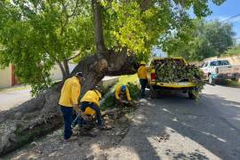 Brigadistas y personal de Protección Civil iniciaron en Arteaga trabajos para retirar ramas secas y árboles que representan riesgo en espacios públicos.