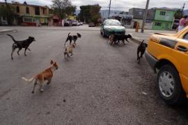 Veterinarios y voluntarios celebran junto a Catalina Pabón el logro de superar las 20 mil esterilizaciones en la Región Sureste.