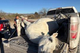 El caballo perdió la vida en el accidente.