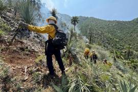 Las descargas eléctricas durante la temporada de lluvias son la principal causa de los siniestros forestales.