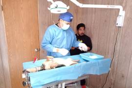 El director de Ecología, Alexis González, dijo que en lo que va del año se ha realizado 484 esterilizaciones de forma gratuita en diferentes sectores de Piedras Negras.