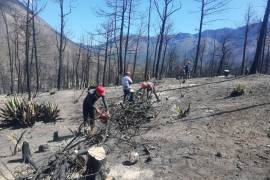 Ecocidio. La Asociación “Amigos de la Sierra” realizan labores de restauración del ecosistema dañado a causa del incendio en La Pinalosa.