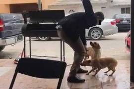 El video viral que motivó la denuncia muestra la brutalidad con la que el animal fue agredido.