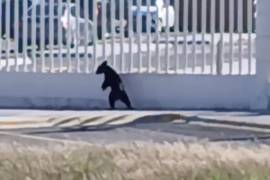 Un osezno fue visto en las inmediaciones de las plantas industriales ubicadas en el sector Derramadero, al sur de Saltillo.