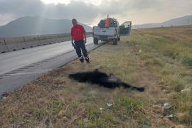 Protección Civil de Arteaga trabajó para garantizar la seguridad vial tras el atropellamiento del oso.