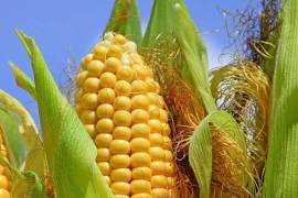 México es autosuficiente en maíz blanco, pero muy dependiente de las importaciones de maíz amarillo genéticamente modificado, que utiliza principalmente para alimento de ganado