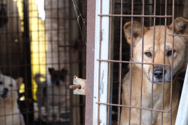 El tradicional consumo de carne de perro en Corea del Sur ha caído enormemente en las últimas décadas a medida que han ido en aumento el número de hogares que poseen mascotas