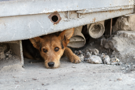 El maltrato contra las mascotas no es solo golpes, también incluye el abandono al que son confinadas.