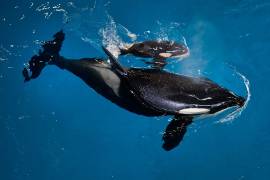 Nace en Estados Unidos la última orca en cautiverio de SeaWorld