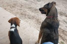 Cada rescate inicia un proceso de atención médica, recuperación y búsqueda de una familia que garantice una vida digna para los perros rescatados.