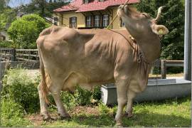 Una vaca llamada Veronika ha demostrado que puede usar una escoba de forma “innovadora, flexible y funcional”, alternando sus extremos para rascarse distintas zonas del cuerpo.