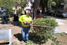 Trabajos de poda realizan trabajadores del Municipio en las áreas verdes.