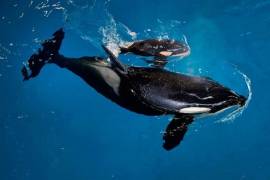 Muere orca bebé en parque Sea World