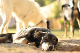 La asociación busca fortalecer la atención de perros y gatos en situaciones críticas mediante actividades abiertas al público