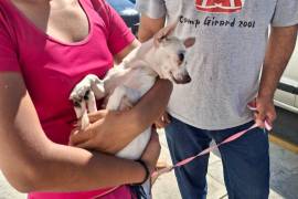 La esterilización ayuda a prevenir enfermedades y contribuye a disminuir la sobrepoblación de animales de compañía.