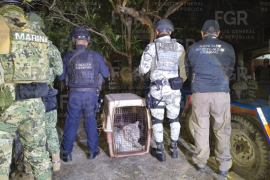 Un tigre de bengala fue asegurado durante un cateo realizado en un inmueble del municipio de Coatzintla, Veracruz.