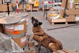 La alerta de un binomio canino llevó a agentes a someter el contenido a una inspección mediante un espectrómetro de infrarrojo cercano.