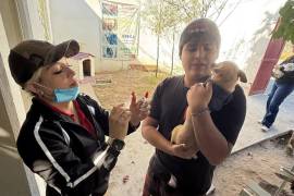 Las campañas municipales de esterilización contribuyen al control de la sobrepoblación animal en Torreón.