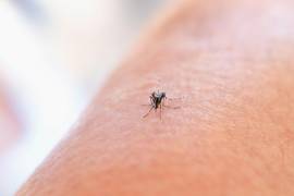 La picadura puede ser molesta, la cantidad de sangre que un mosquito extrae es sorprendentemente pequeña.