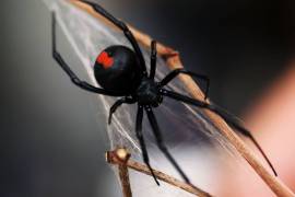 Hombre es picado en el pene por araña por segunda vez