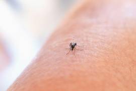 Las lluvias pueden favorecer la acumulación de agua donde se reproducen mosquitos transmisores de enfermedades como dengue.