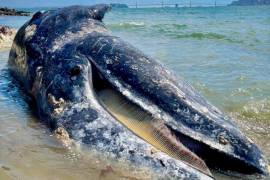 Hallan 4 ballenas grises muertas en Bahía de San Francisco