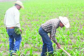 La regularización permitirá acceder a programas federales como el Programa Especial de Energía para el Campo en Materia de Energía Eléctrica de Uso Agrícola